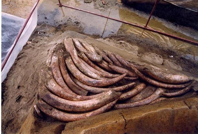 三星堆祭祀坑出土超120根象牙，能否解開三星堆與金沙之謎？