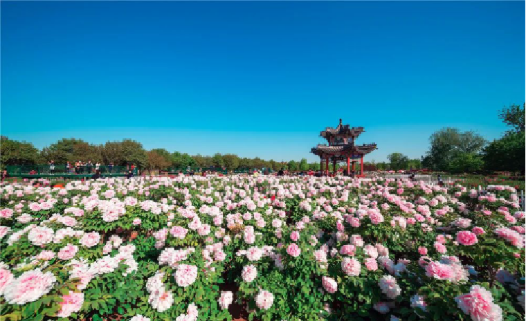 第30屆菏澤國際牡丹文化旅游節將于4月9日舉行開幕式