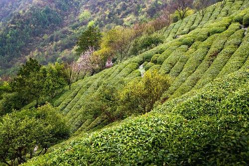 大別山區和皖南山區要防范茶園凍害