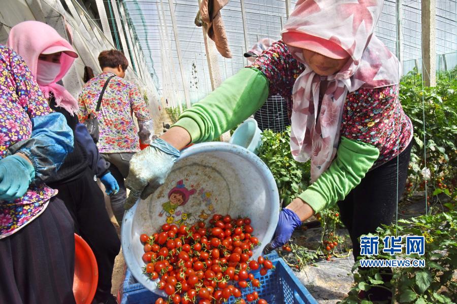 山東平度：特色種植助力鄉村振興