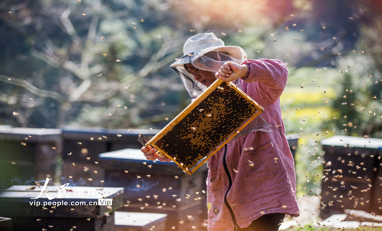 江西都昌：春暖花開養蜂忙