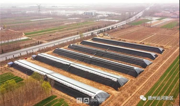 繪出鄉村振興新圖景 德州運河新區交出階段性答卷