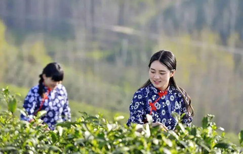 首屆安徽國際茶旅大會暨祁紅采摘節舉辦