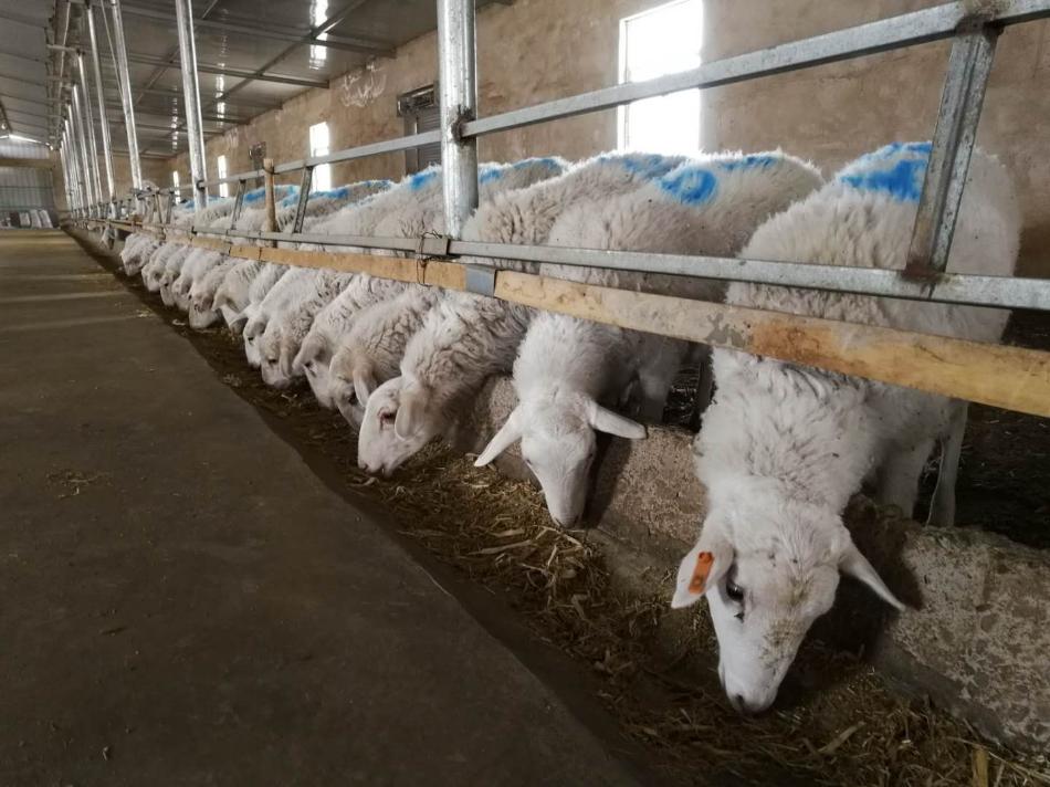 內蒙古：一團“小絨毛”成就億元“大產業”