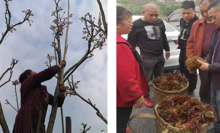 探訪中國香椿第一縣：最低曾賣2毛一斤 多年價格不穩