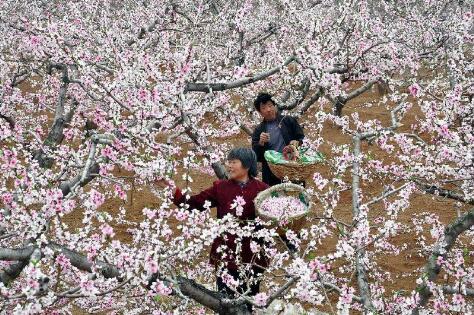 “賞花經濟”帶動山西省鄉村旅游復蘇