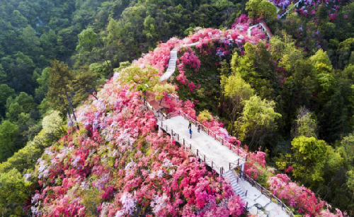 岳西天峽第四屆杜鵑花旅游文化節開幕