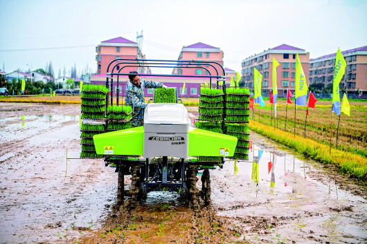 種雙季稻！南方一些稻田20年來頭一回