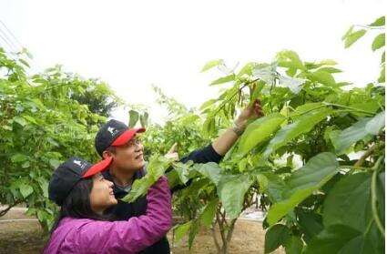 千年桑蠶文化成為廣州鄉村旅游新熱點