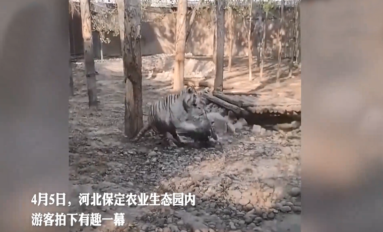 河北一動物園內老虎被大鵝追咬