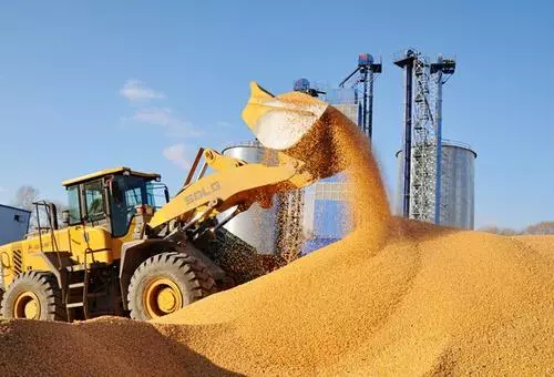 全國夏糧小麥收購超8000萬噸！最低收購價“托底”，市場預期企穩回升