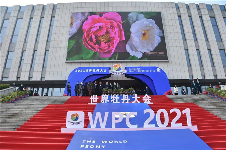 讓世界愛上菏澤牡丹！2021世界牡丹大會開幕！