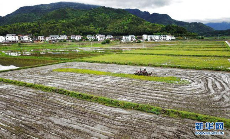 福建武夷山：產業依托 文旅賦能 促進鄉村振興