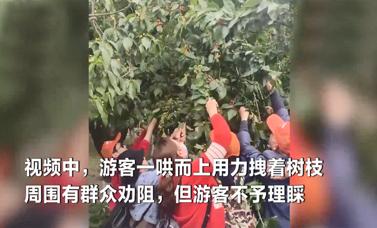 天門山景區游客暴力采摘果子