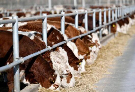 肉牛產業如何破局——來自內蒙古自治區的調查