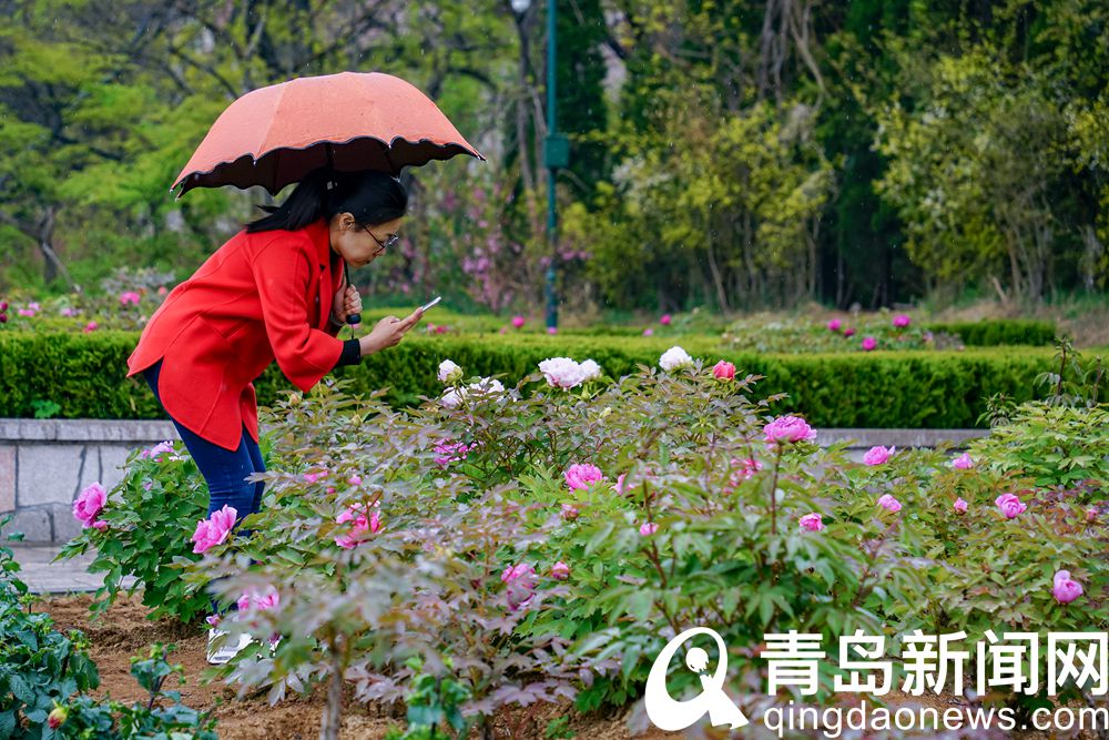 青島中山公園牡丹爭相怒放 此花來自牡丹之鄉菏澤