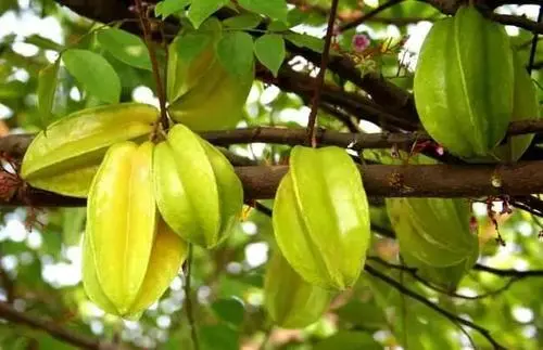 三年四大步 廣西打造千億果業實現高質量跨越發展