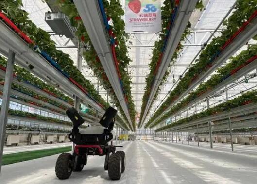 北京市海淀區打造全國首個5G“云端草莓”農業展示基地