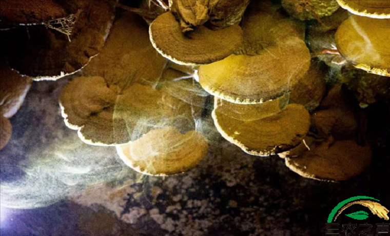 千年守得靈芝開——記冠縣靈芝產業聯合會會長、山東三秀生物科技總經理曹子英