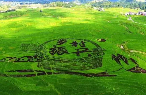全面推進鄉村振興落地 多地陸續公布政策細節