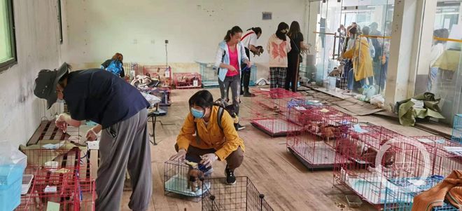 成都“寵物盲盒”涉事中通快遞網點仍在派件，被指長期運送活體貓狗