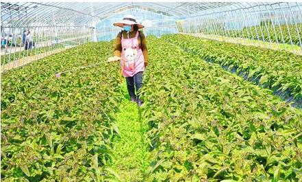 江蘇、浙江、湖北等省扎實有序推進設施蔬菜“千萬行動”