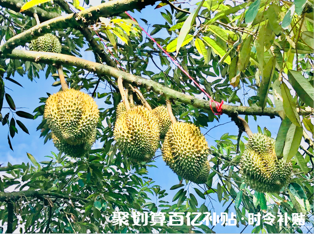 聚劃算百億補貼“時令補貼”：如何成就“貴族榴蓮”的平民之路