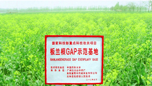 白云山板藍根科研成果受廣州粵港澳大灣區生物醫藥與健康圓桌峰會關注