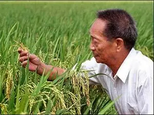 袁隆平留給中國種業的“種子”