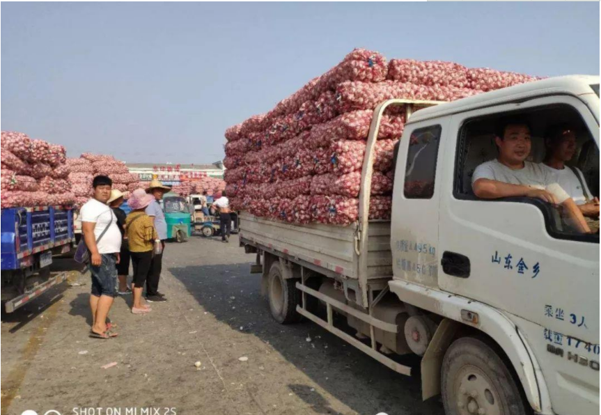 物聯網支撐，金鄉打響金“蒜”盤