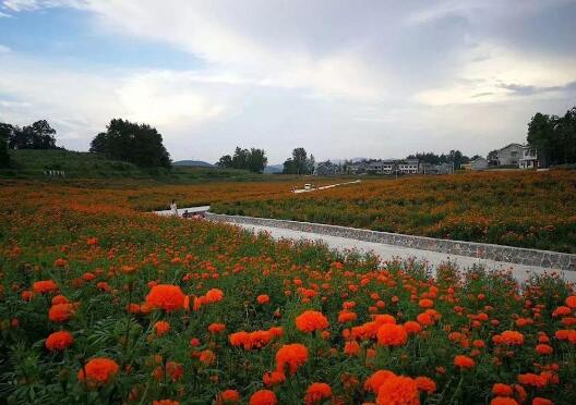 重慶江津：“美麗產業”繪就畫里鄉村