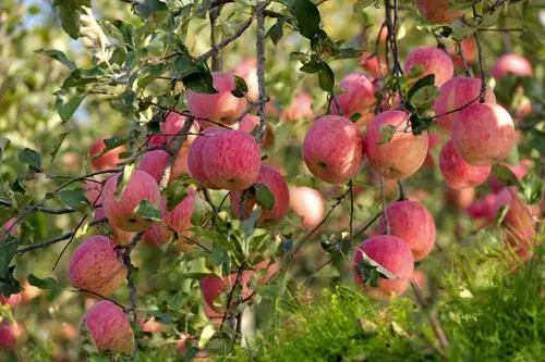 賣1斤虧1元！蘋果價格大跌滯銷！遭歷史最嚴重行情？