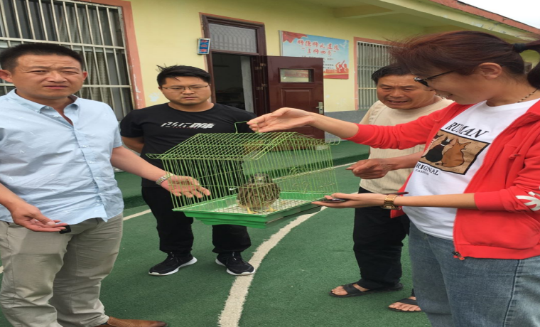         蘭陵縣自然資源和規劃局： 積極救助國家二級保護動物—紅隼