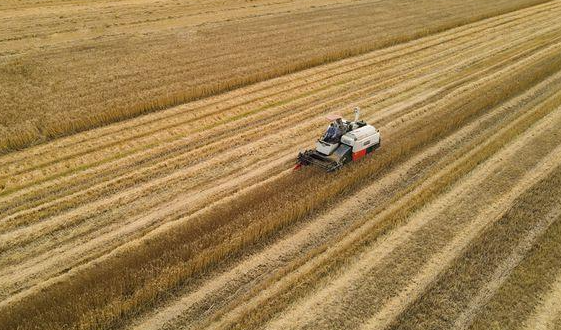 安徽省已收獲小麥930多萬畝