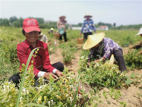 金銀花中結“金銀” 郵儲銀行臨沂市分行金融“活水”助推地方經濟“加速跑”