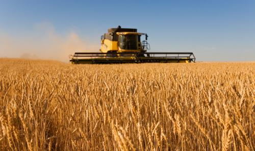 安徽省小麥單產再破紀錄