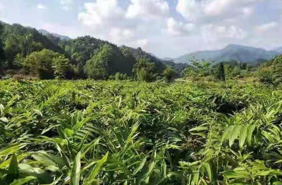 江西銅鼓打造百億元黃精產業