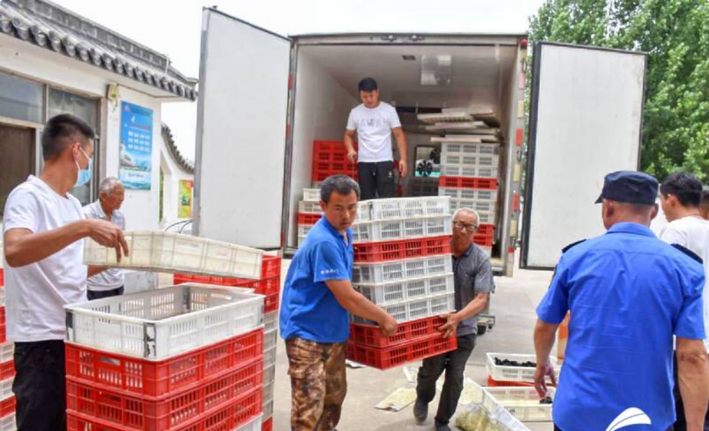 捐贈愛心雞苗 助力鄉村振興--濟寧曲阜市王莊鎮脫貧戶領取雞苗