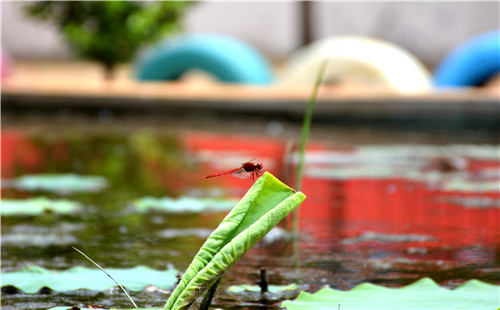 山亭西集幼兒園：荷葉競相展放?風景美不勝收