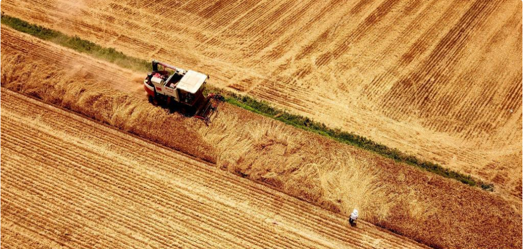 山東嘉祥：“三夏”勞作忙