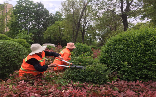 薛城區新城市政園林中心秉持“繡花”精神提升精細化管養水平
