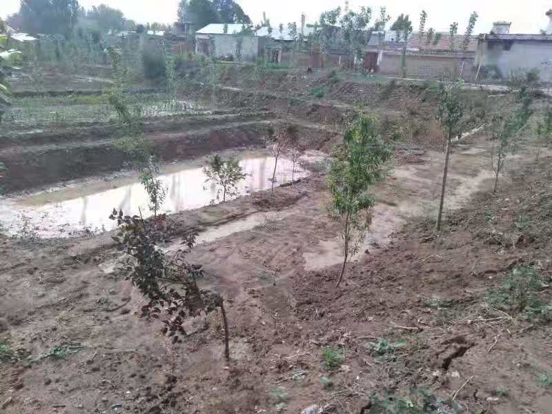 昔日舊坑塘 變身聚寶盆 | 濟寧汶上南站街道治理43畝廢棄坑塘，變廢為寶