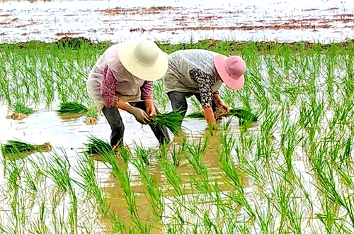 郯城：農民機械忙起來 采蓮湖畔稻花香