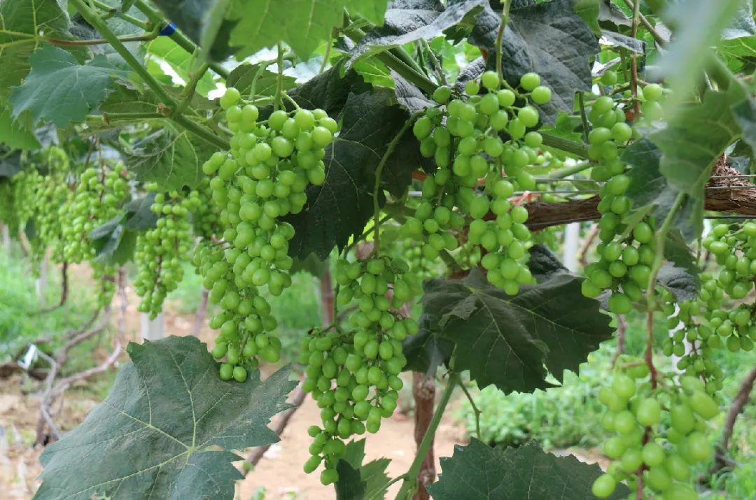 【暢游濟寧】葡萄熟了！——走！到香城摘葡萄去！