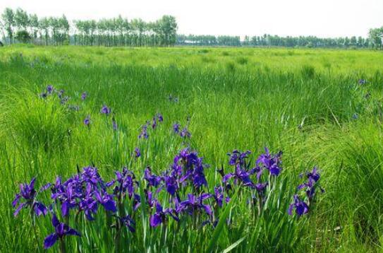 黑龍江省草原綜合植被蓋度穩定在75%以上