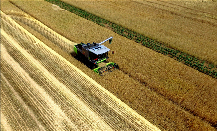 濟寧市小麥已收獲493萬畝 完成94.7%