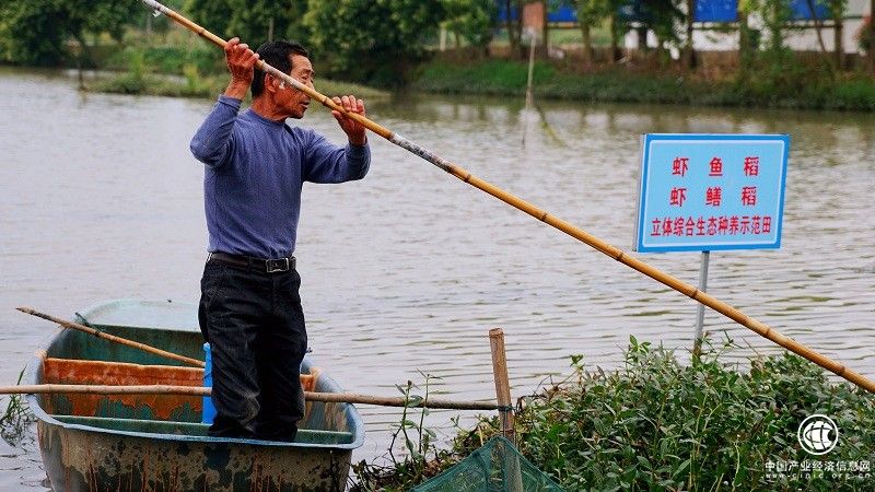是什么讓金星老師“嗦”不釋手？良品鋪子x蝦皇聯名油燜大蝦熱銷618