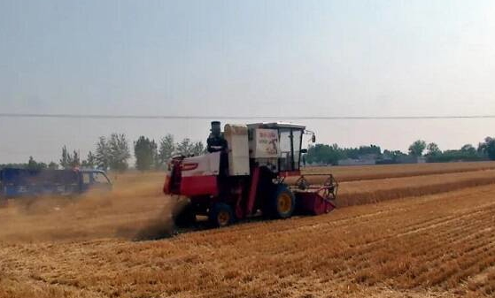 顆粒歸倉 濟寧嘉祥68.2萬畝小麥收獲完畢