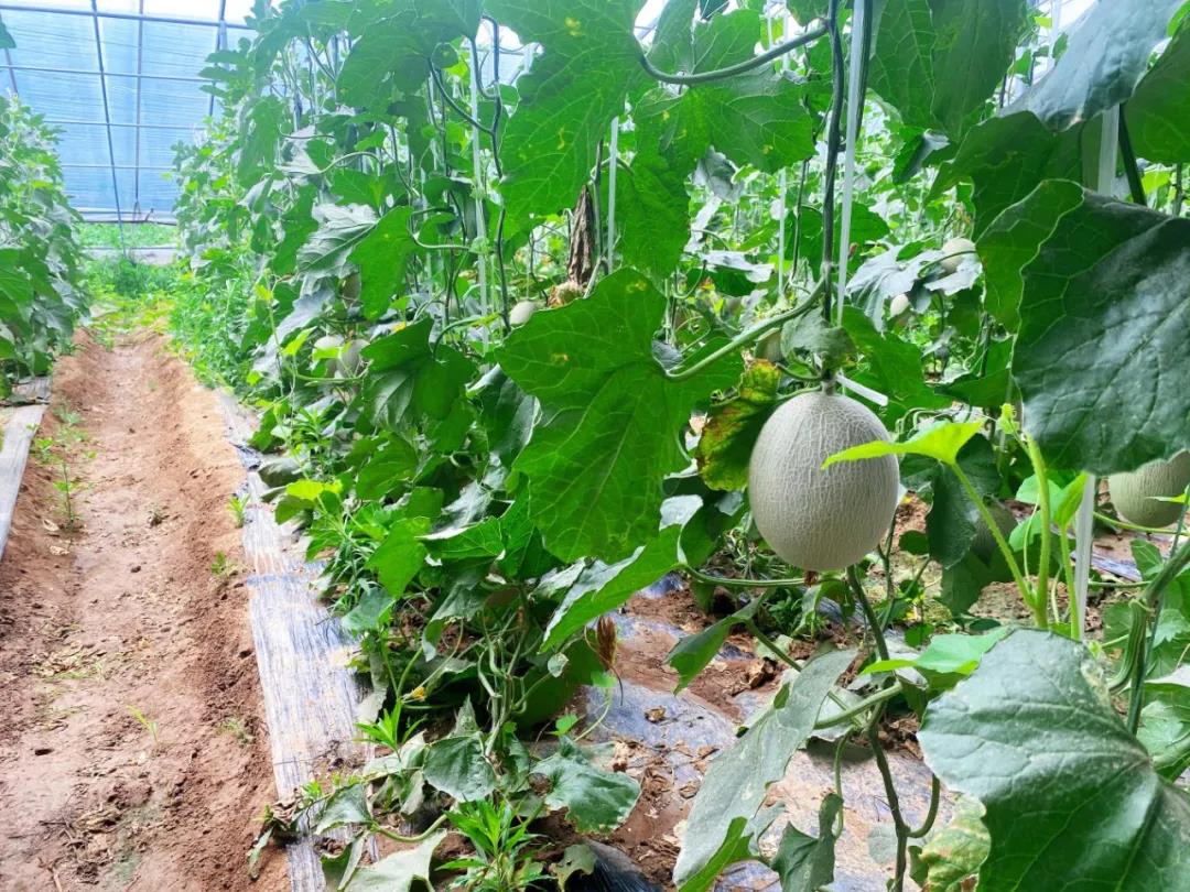 濟寧曲阜陵城的小小西紅柿映出“別樣紅”，拓寬了村民致富路