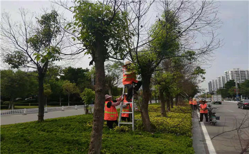 香樟修剪煥發新生機